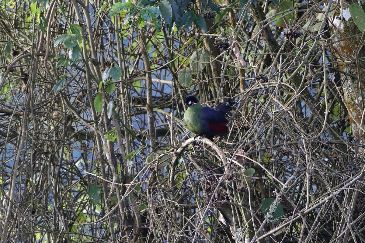 Hartlaub's Turaco - Ohad Sherer