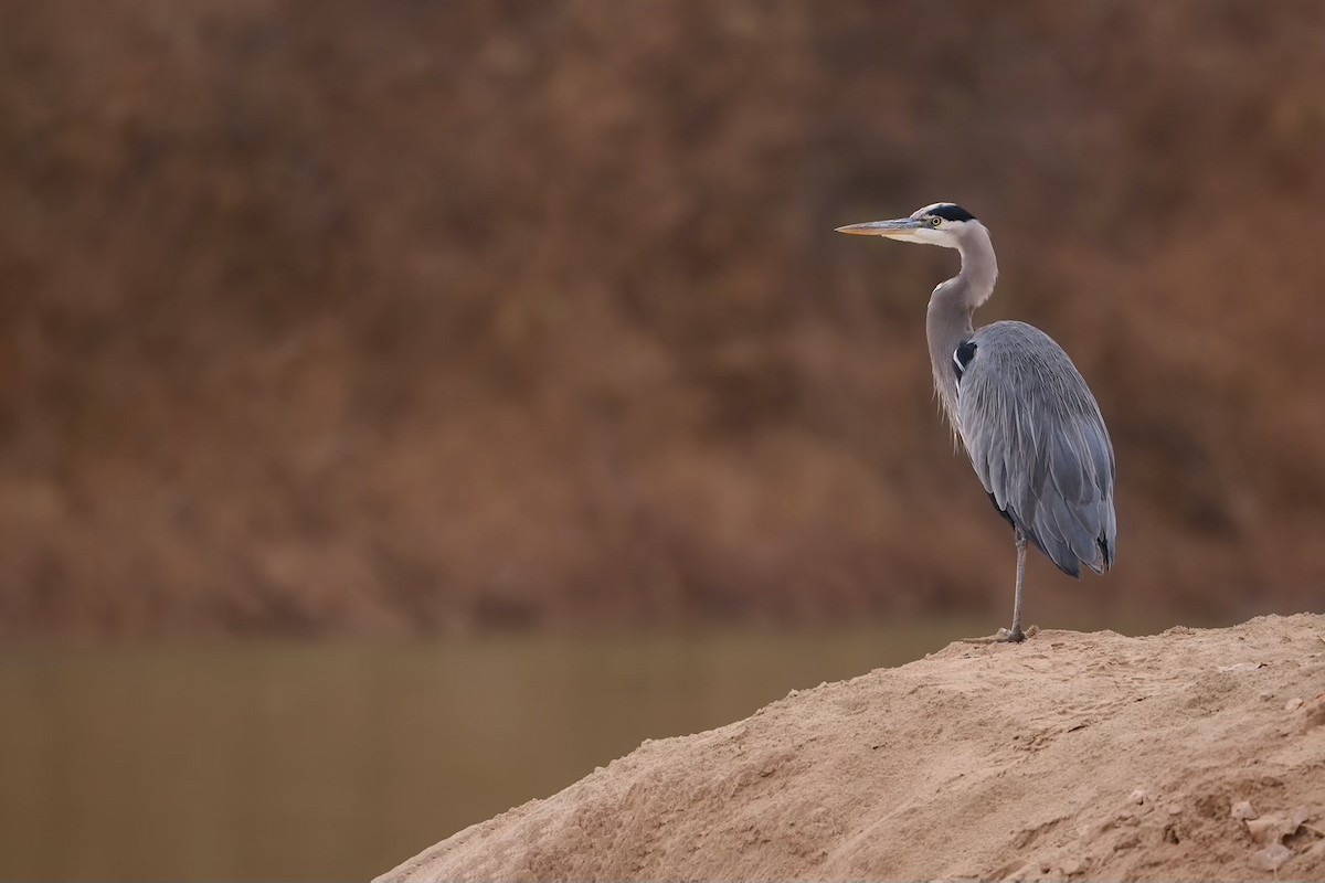 Great Blue Heron - Sandhya Pindi
