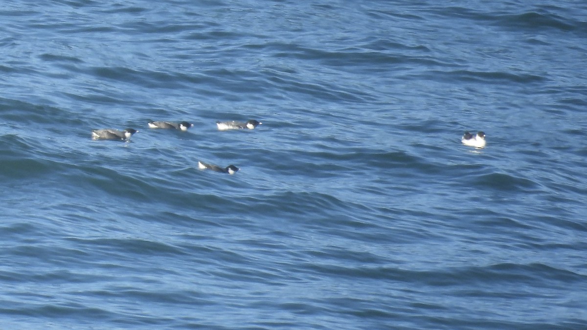 Guillemot à cou blanc - ML612026888