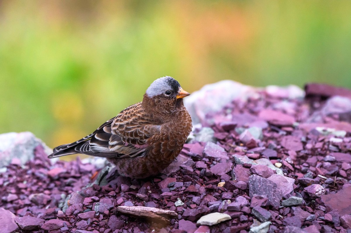Gray-crowned Rosy-Finch (Gray-crowned) - ML612026931