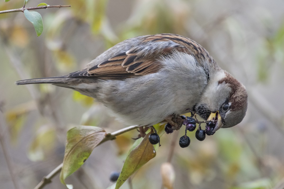 House Sparrow - Irmantas Šalaševičius