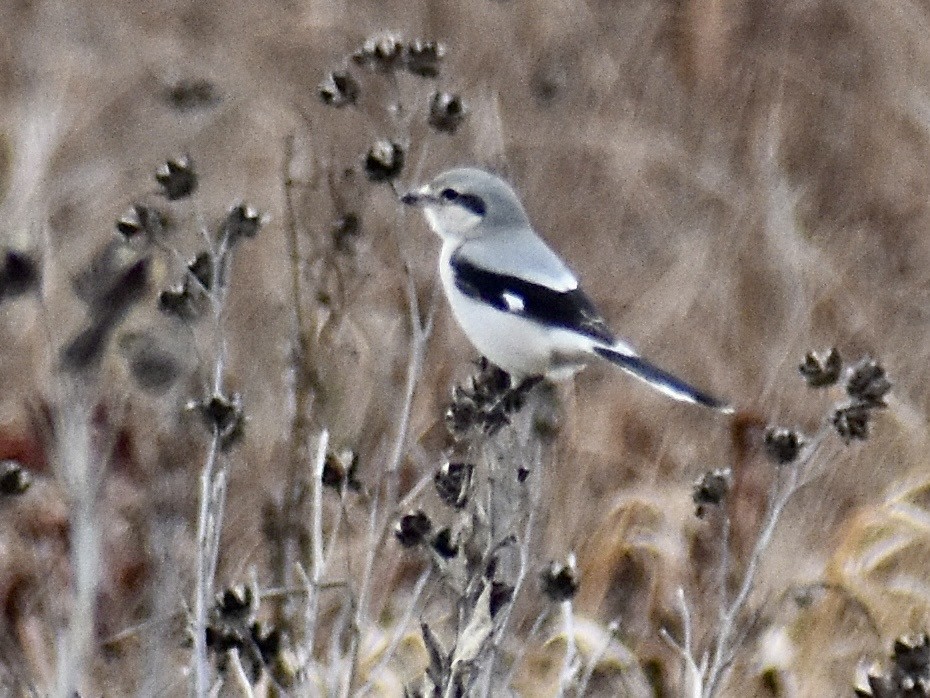 Northern Shrike - Dawn Pietrykowski