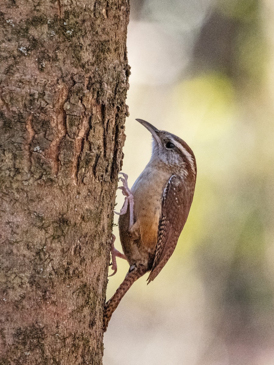 Carolina Wren - Jim Dehnert