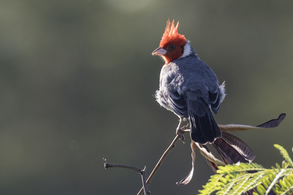 Red-crested Cardinal - Robert Lockett