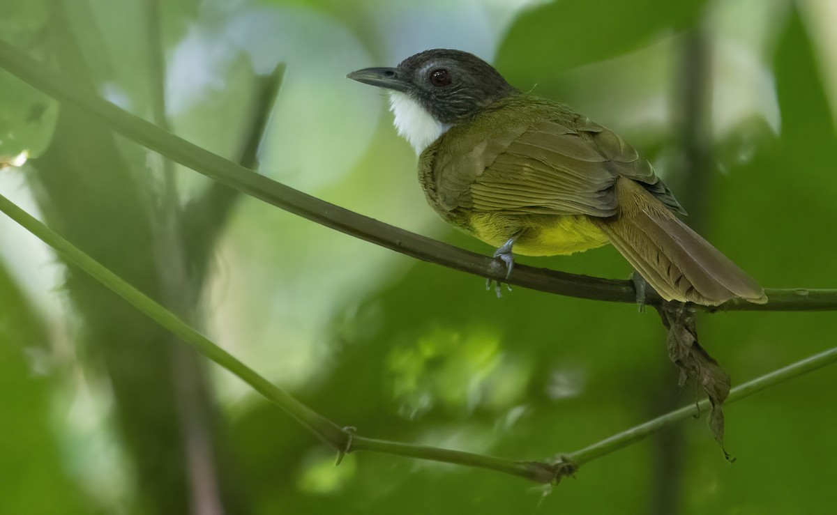 Bulbul à barbe blanche - ML612027209