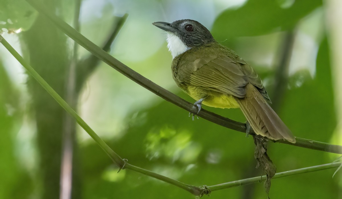 Bulbul à barbe blanche - ML612027210