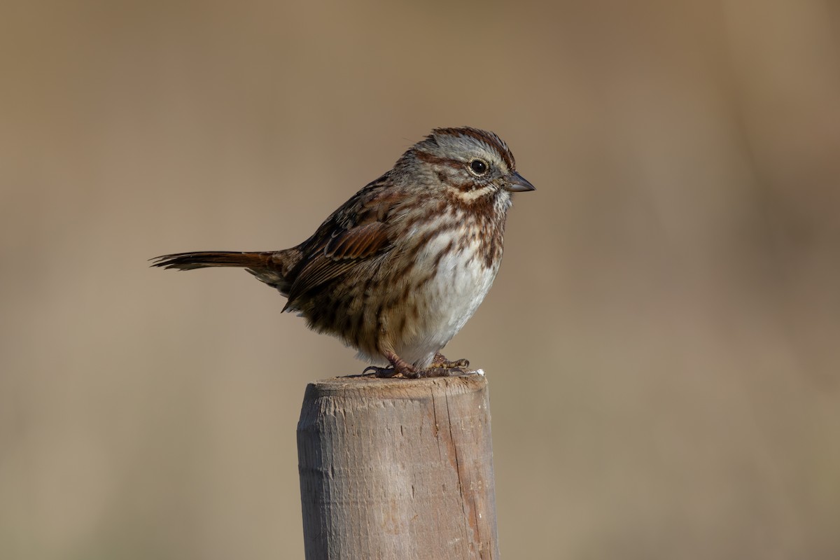 Song Sparrow - ML612027232