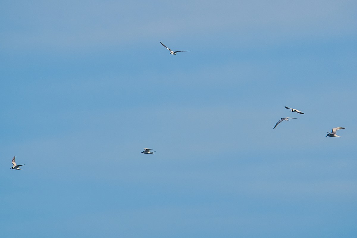 Common Tern - ML612027321