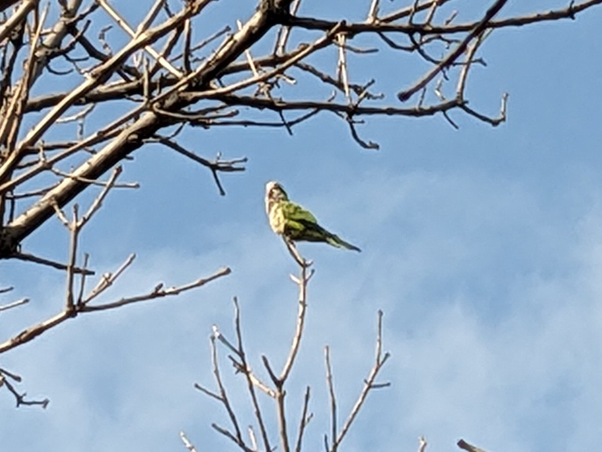 Monk Parakeet - Stephen Chang