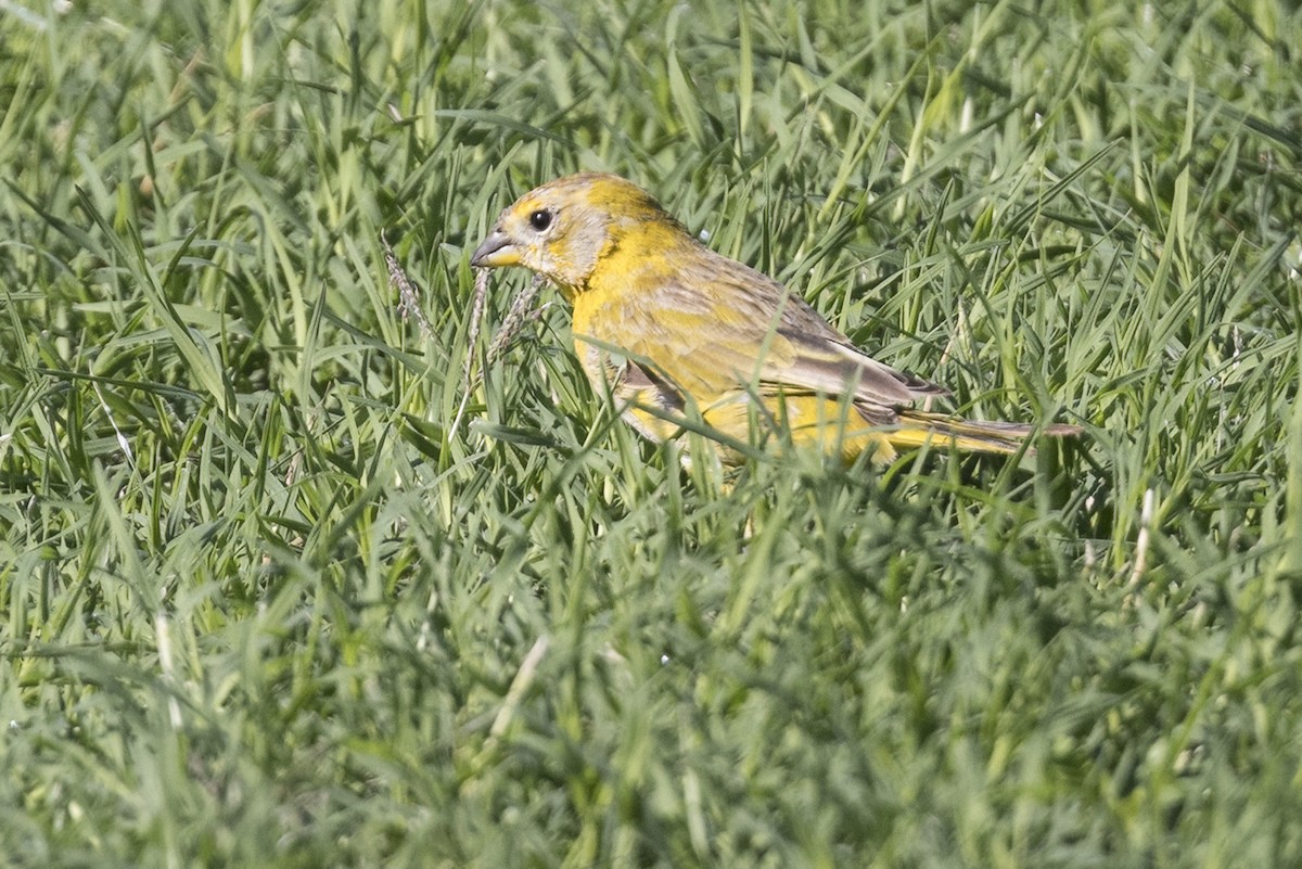 Saffron Finch - ML612027332