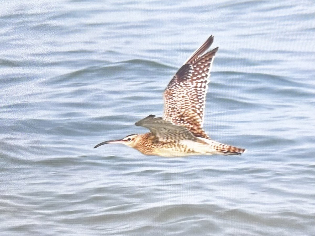 Whimbrel - Vasudev Prasad