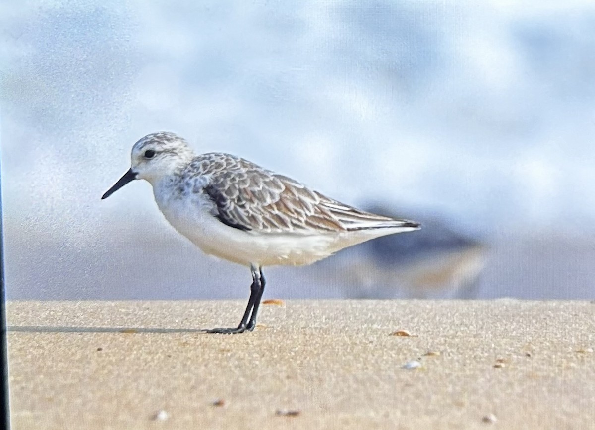 Sanderling - Vasudev Prasad