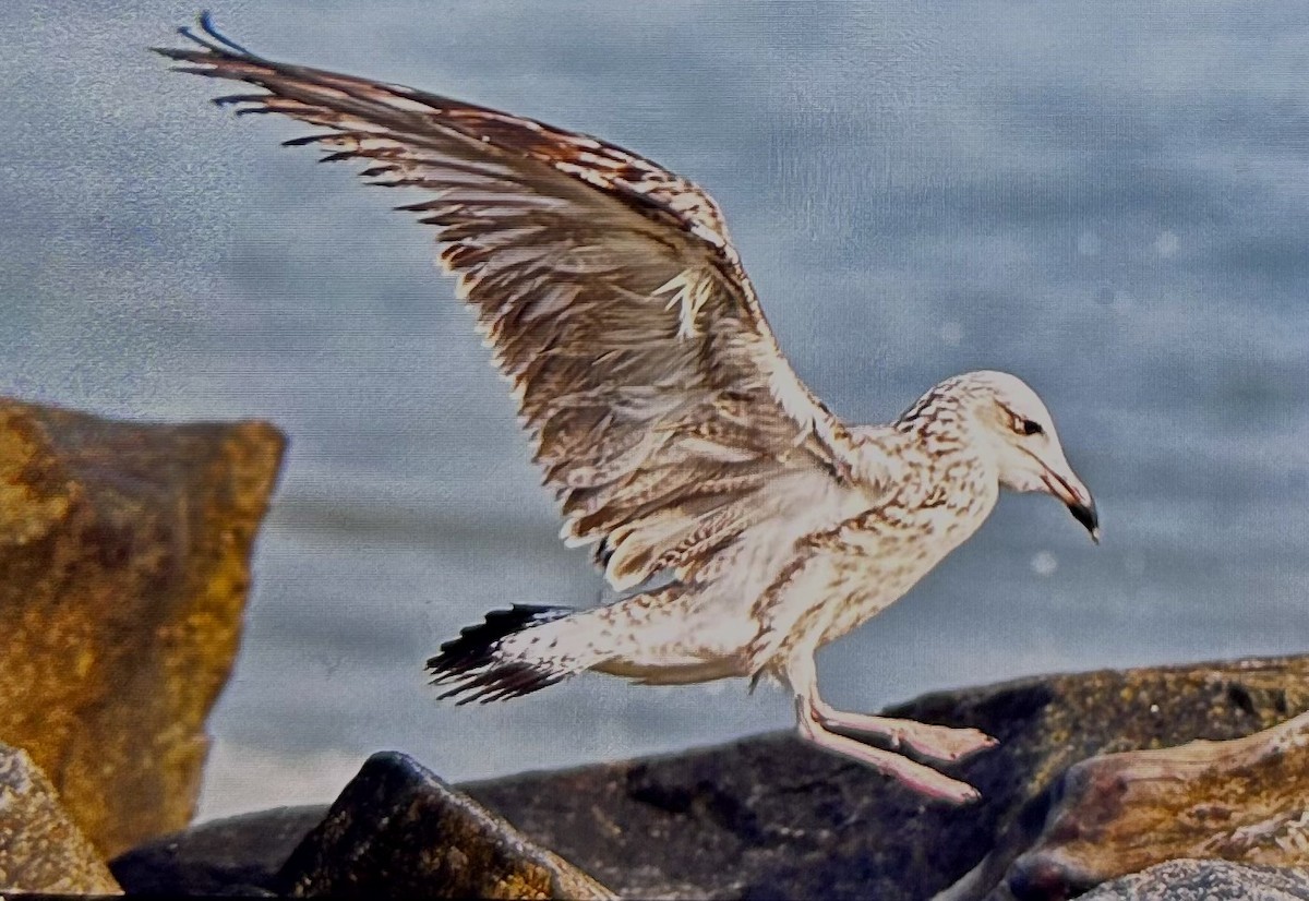 Lesser Black-backed Gull - ML612027389