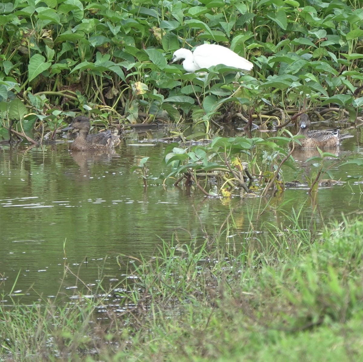 Falcated Duck - ML612027408