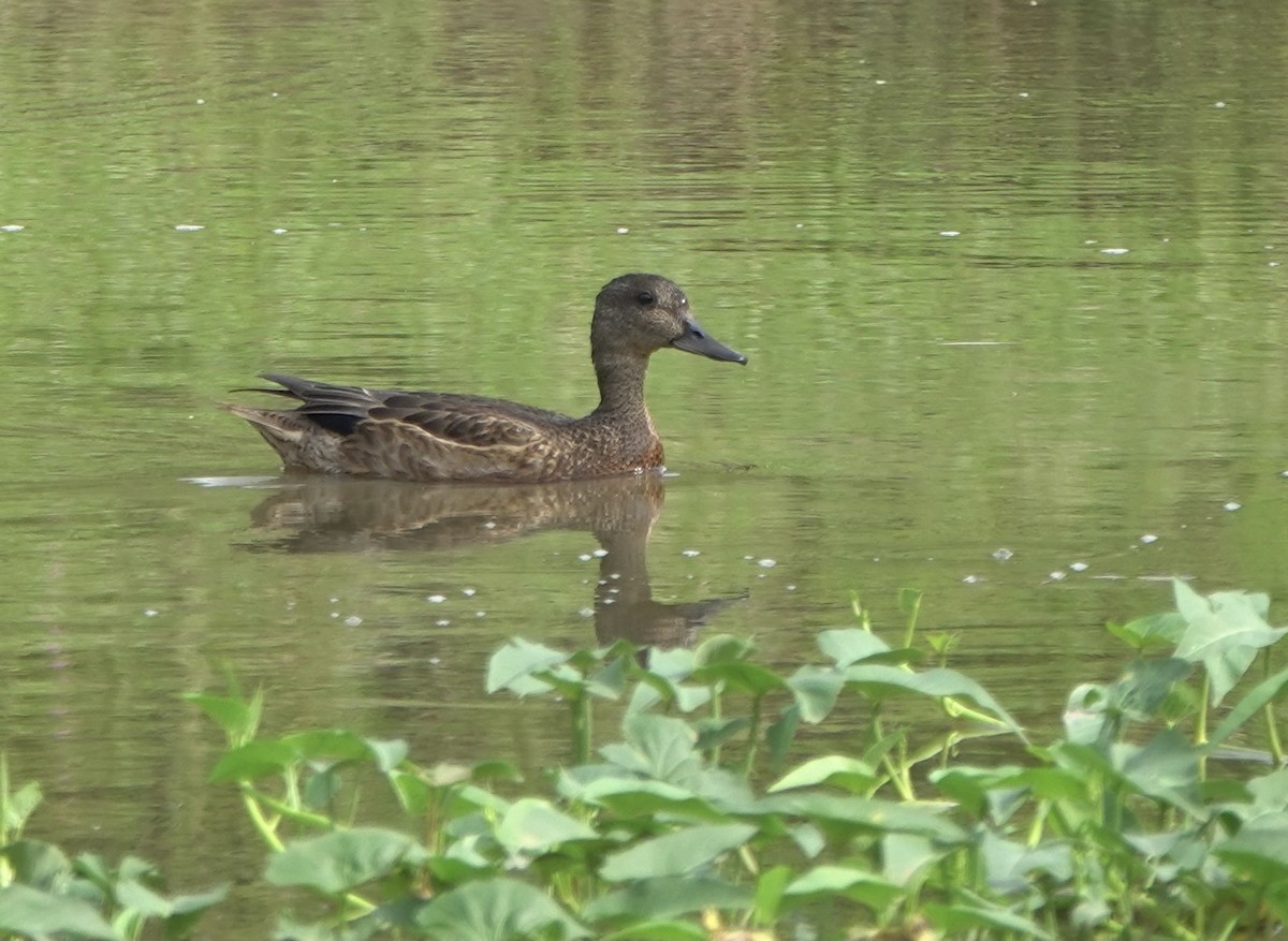 Falcated Duck - ML612027412