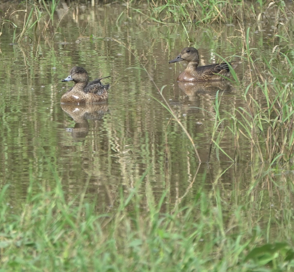 Falcated Duck - ML612027413