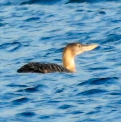 Yellow-billed Loon - ML612027488