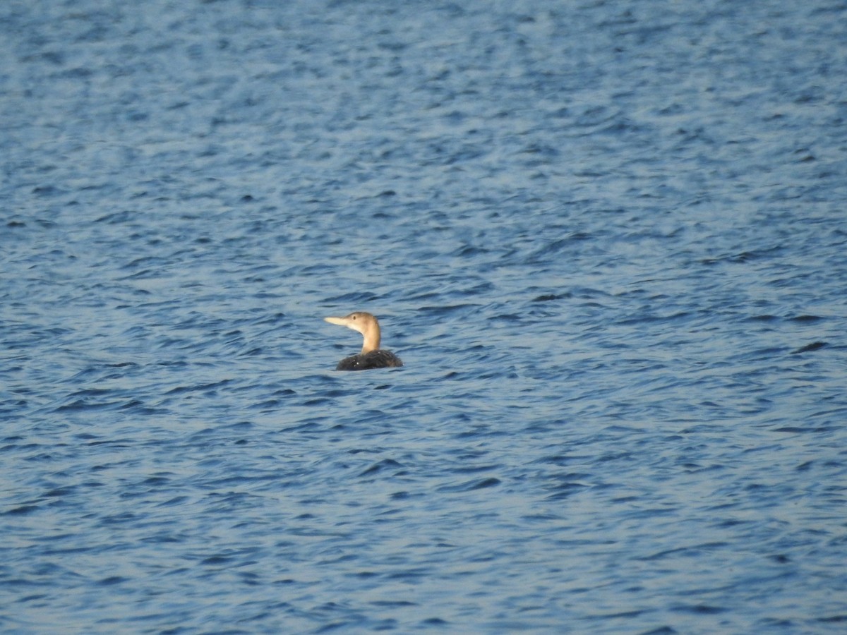 Yellow-billed Loon - Vivek Dabral