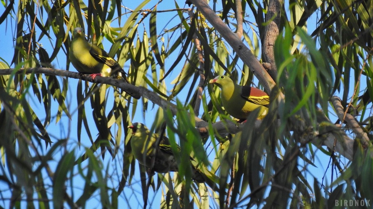 Thick-billed Green-Pigeon (Thick-billed) - ML612027604