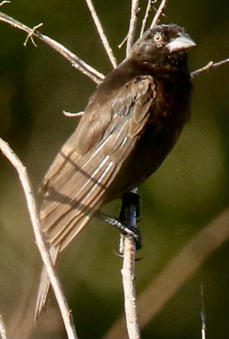 Bronzed Cowbird - ML612027605