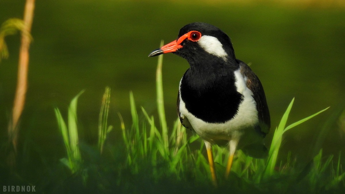 Red-wattled Lapwing - ML612027618