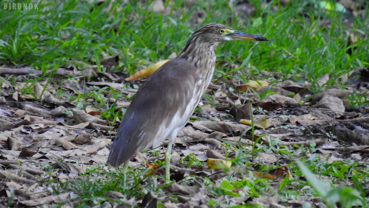 pond-heron sp. - Rounnakorn Thientongtaworn