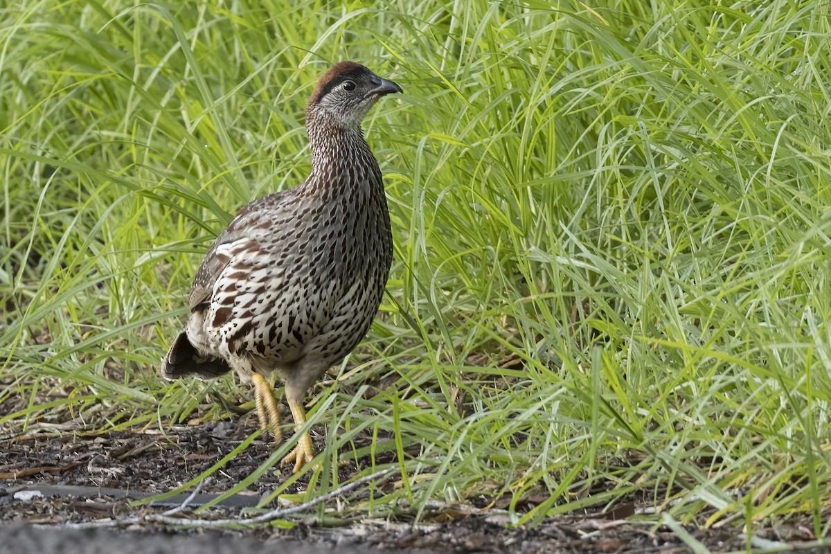 Суданский франколин - ML612027737