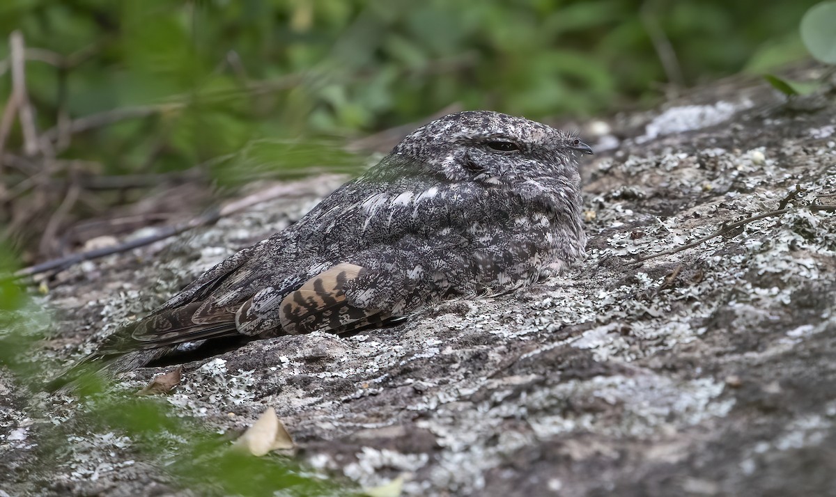 Freckled Nightjar - George Armistead | Hillstar Nature