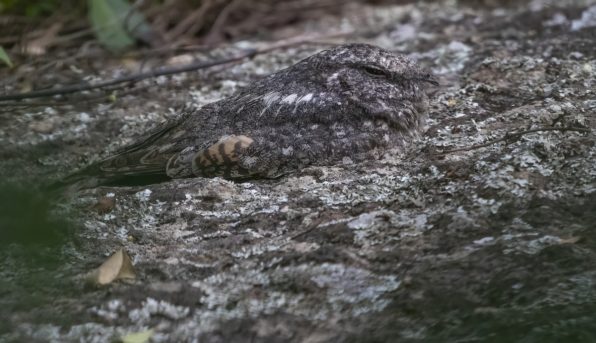 Freckled Nightjar - ML612027864