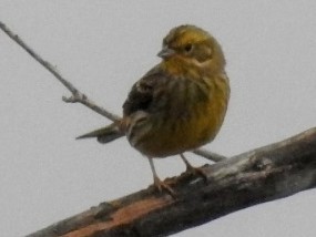 Yellowhammer - ML612027904