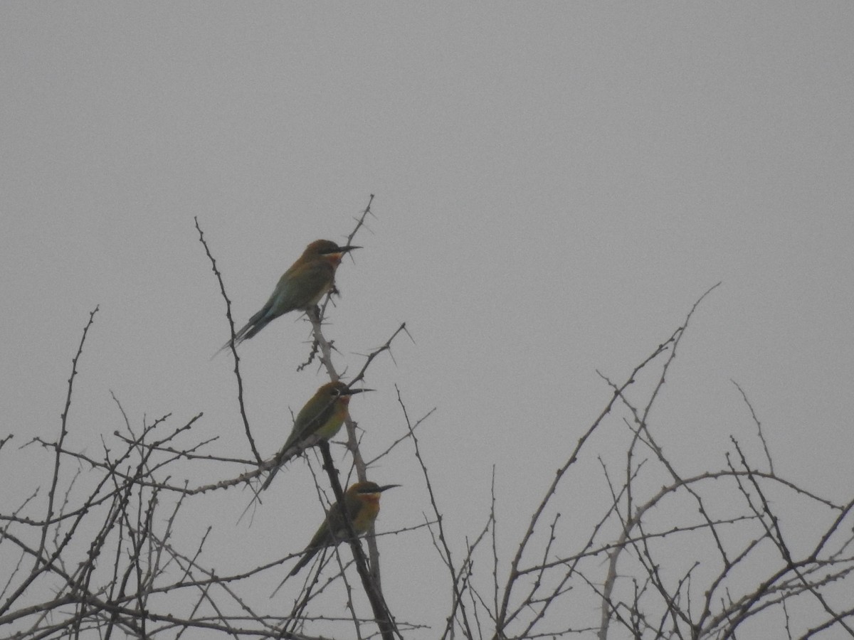 Blue-tailed Bee-eater - ML612027926