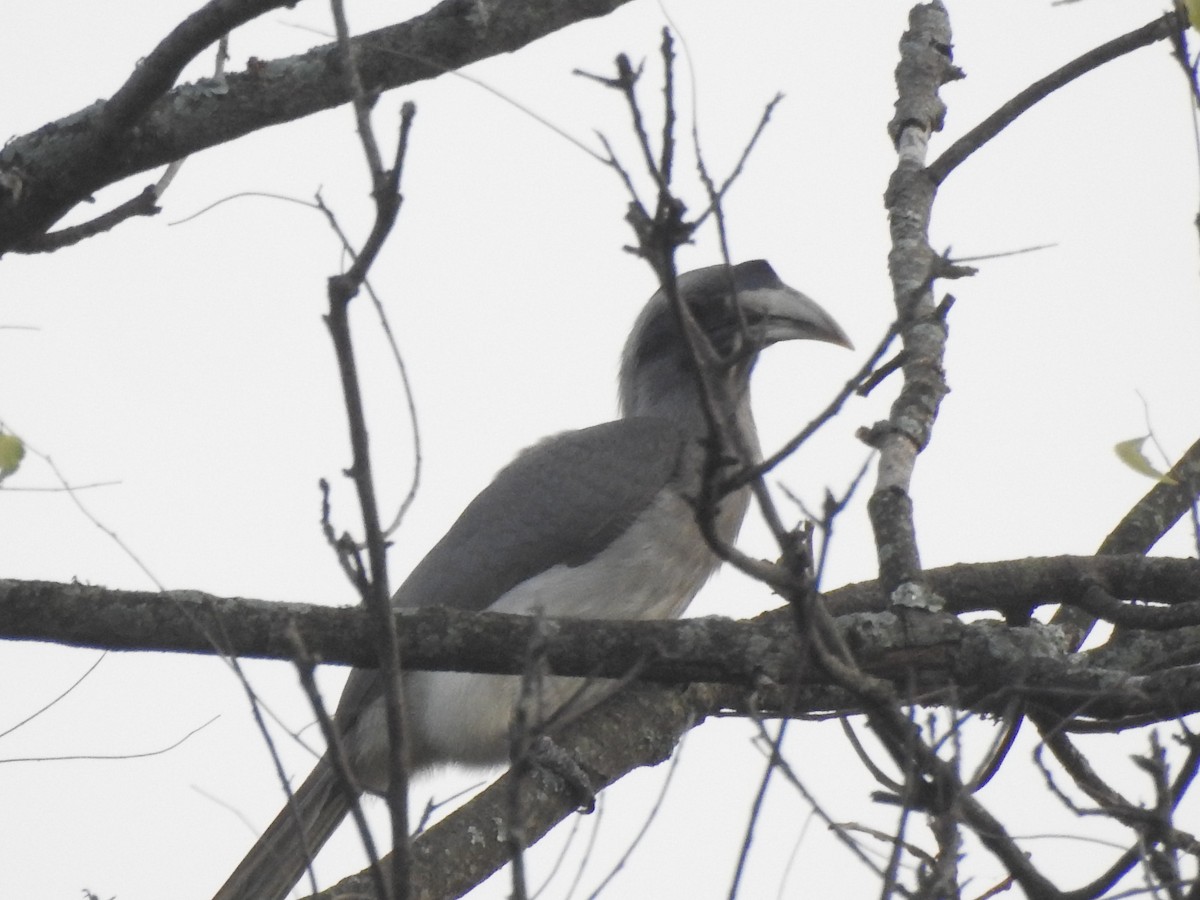 Indian Gray Hornbill - Munish Gowda