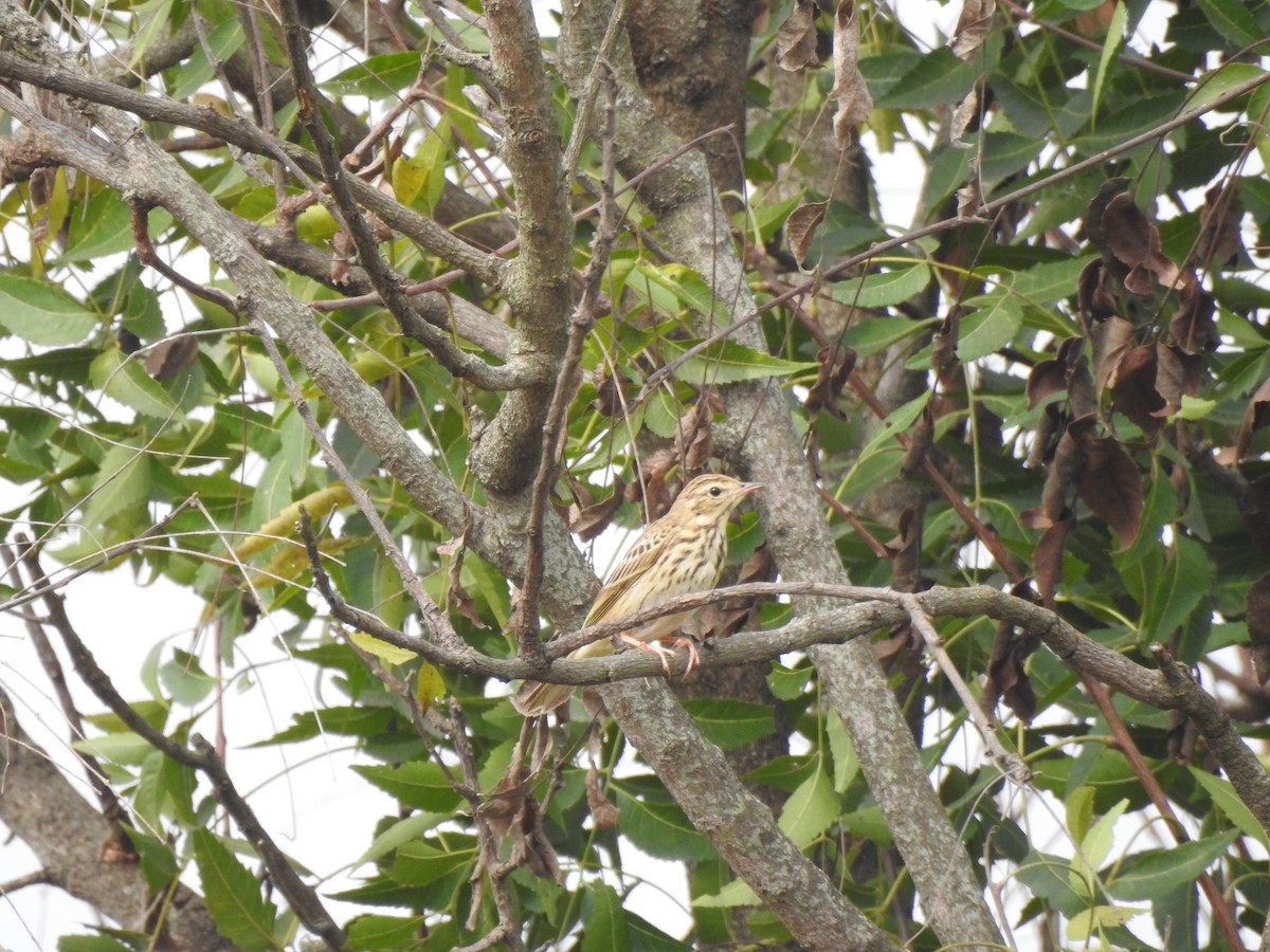 Tree Pipit - Munish Gowda