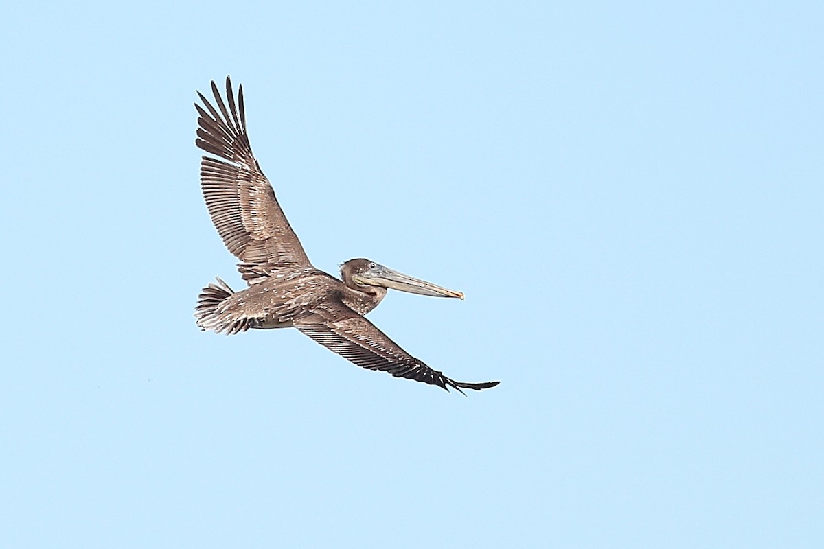 Brown Pelican - ML612027956