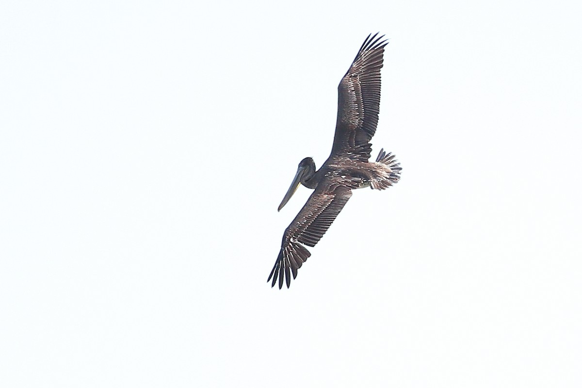 Brown Pelican - ML612027958