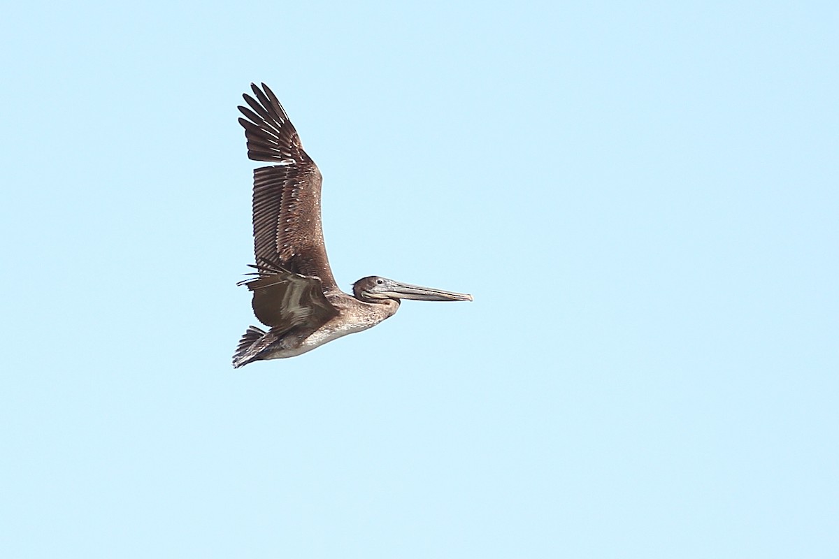 Brown Pelican - ML612027960