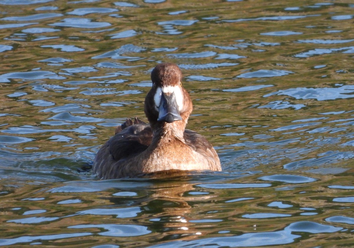 Greater Scaup - Jon Iratzagorria Garay