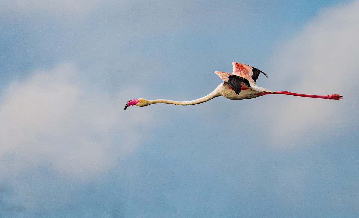 rosenflamingo - ML612028030