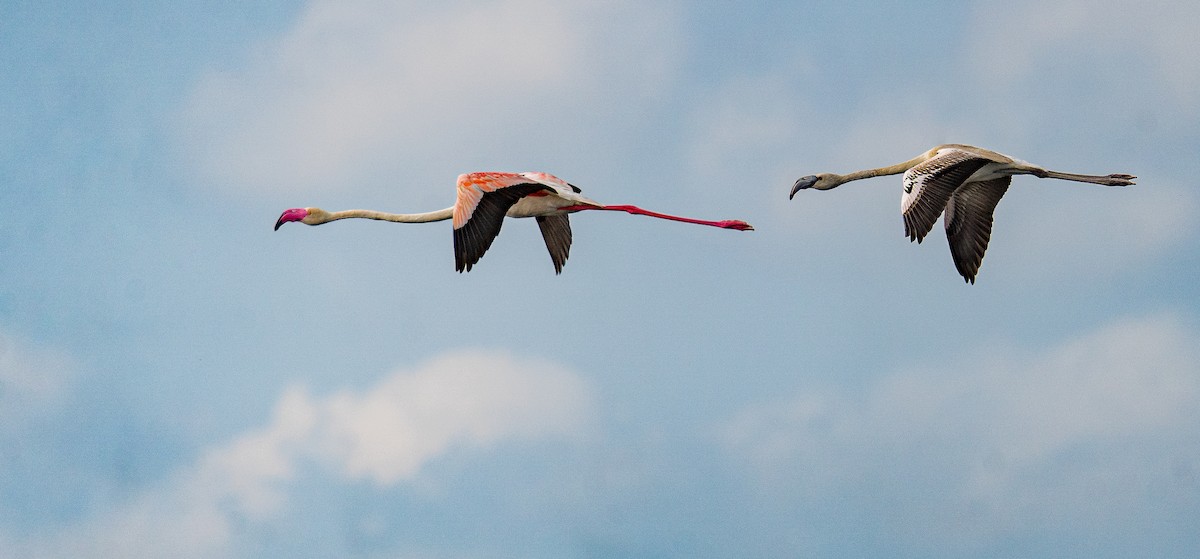 rosenflamingo - ML612028031