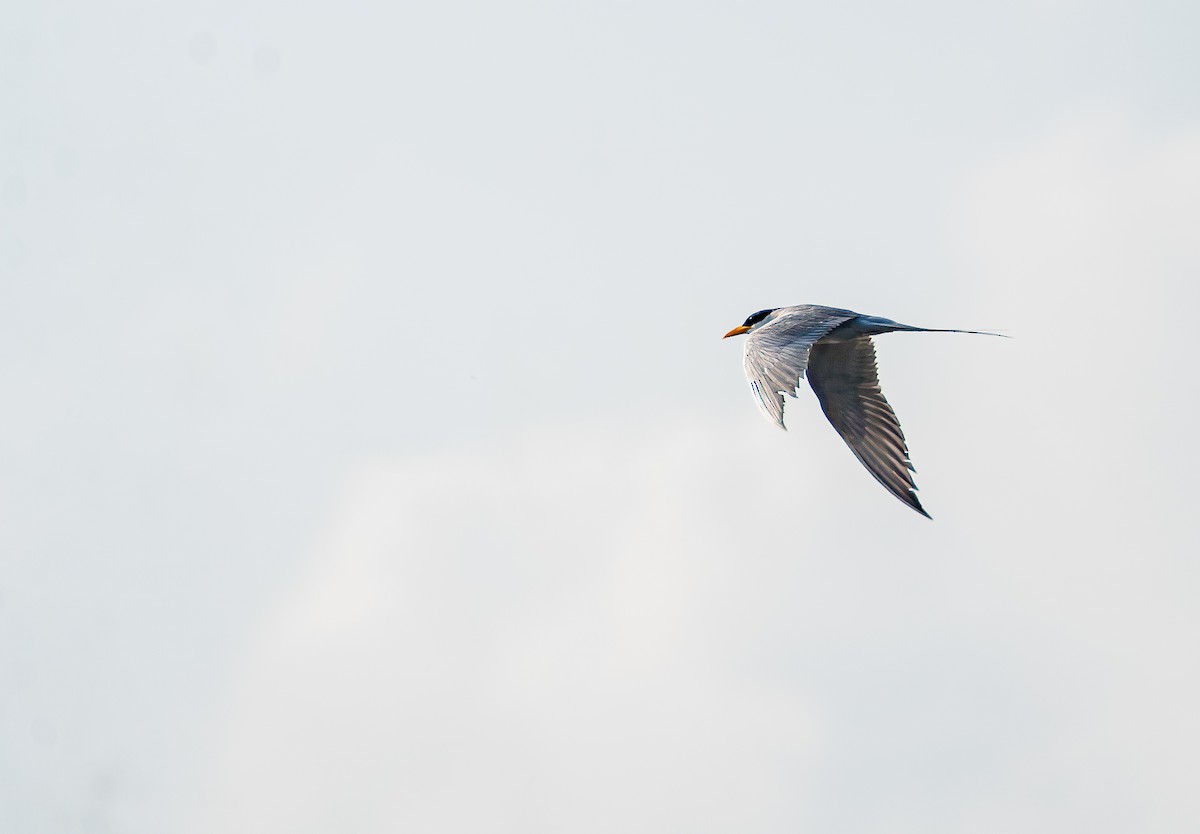 River Tern - ML612028043