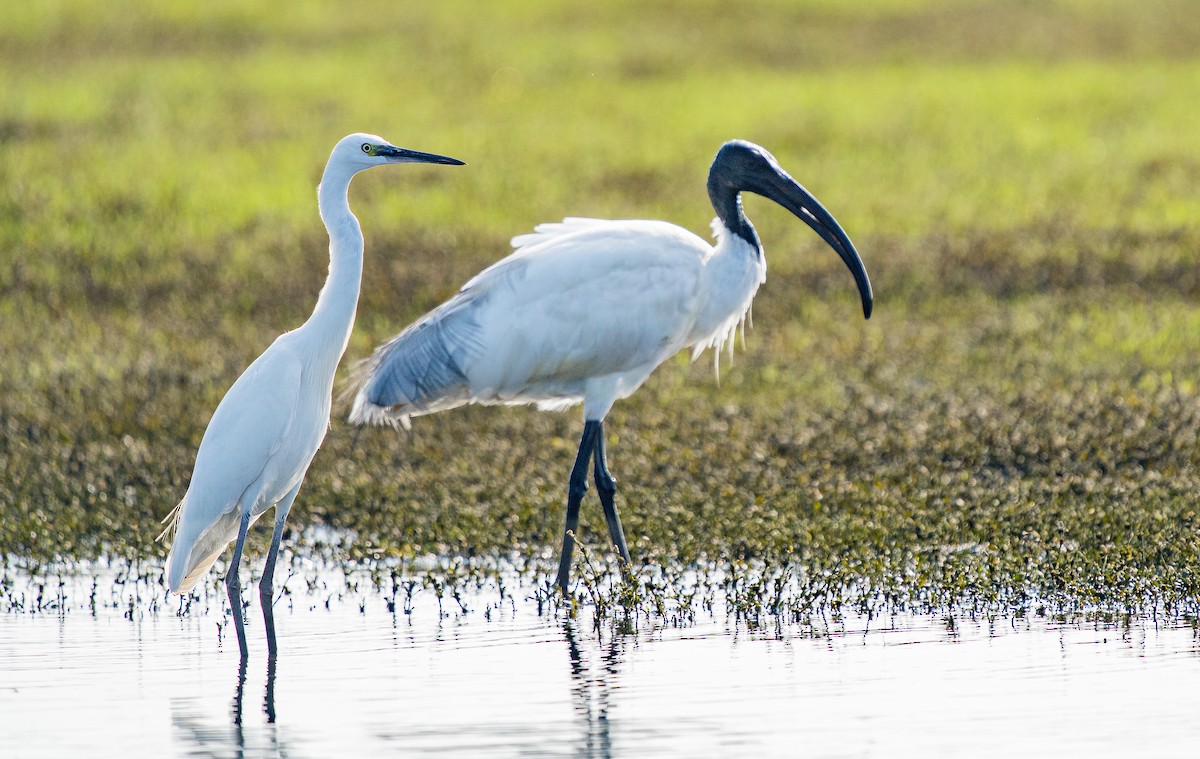 ibis černohlavý - ML612028061