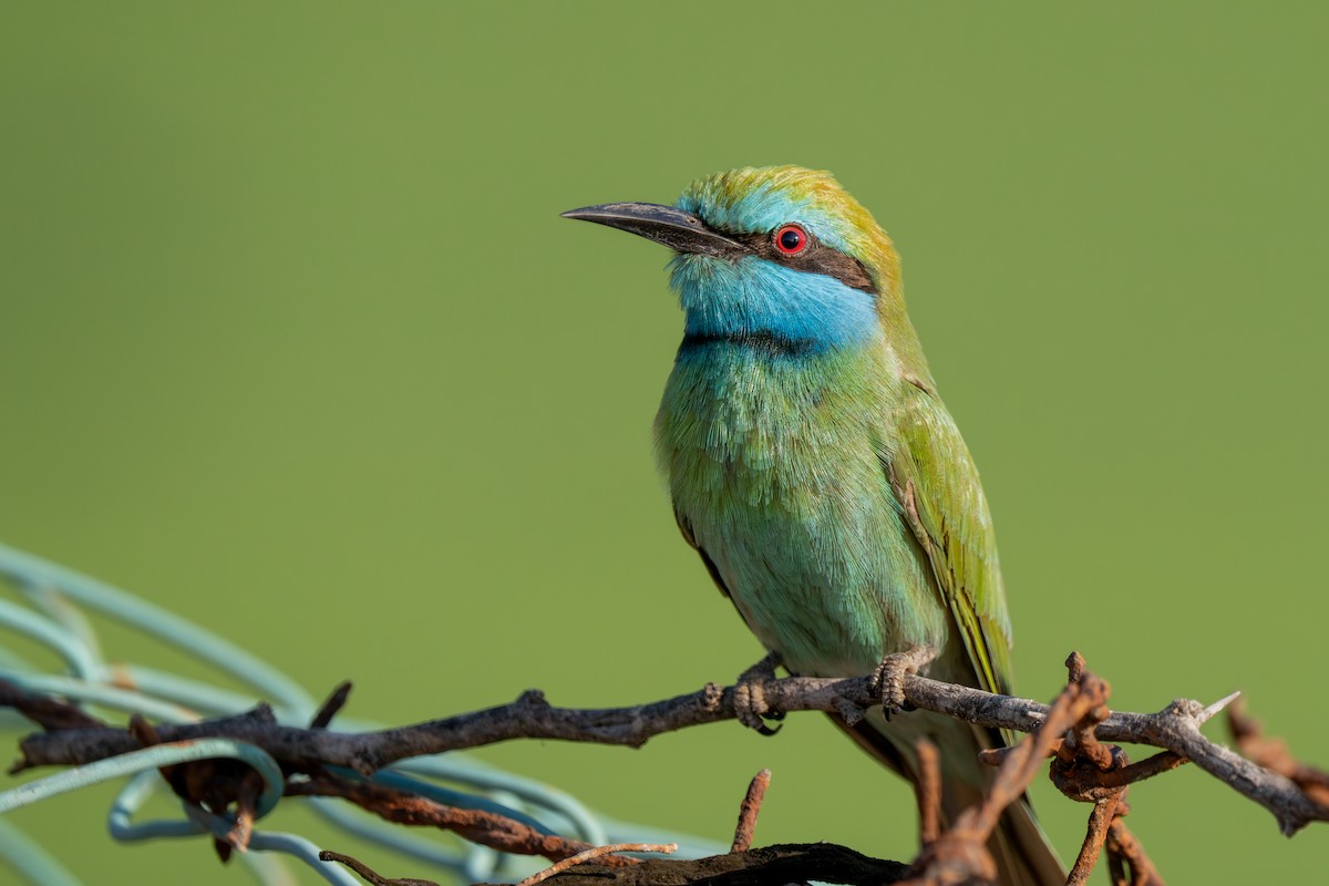 Arabian Green Bee-eater - ML612028151