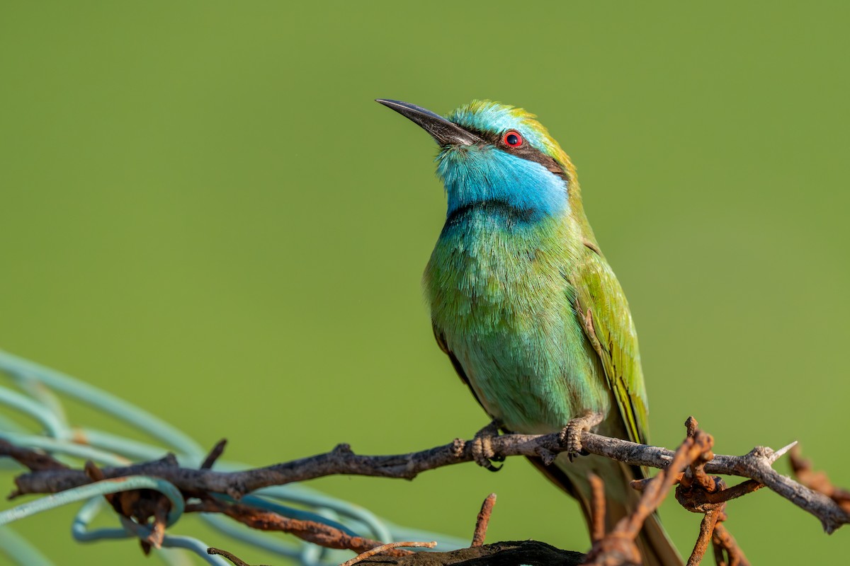 Arabian Green Bee-eater - ML612028152