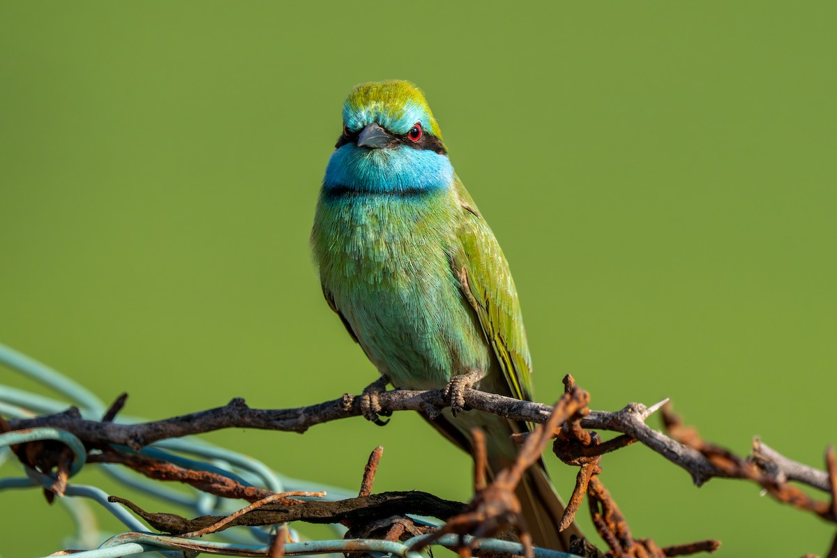 Arabian Green Bee-eater - ML612028153