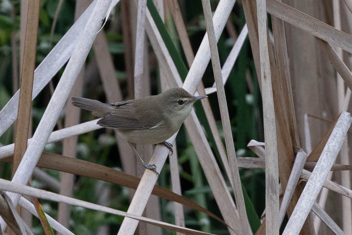 Blyth's Reed Warbler - ML612028166