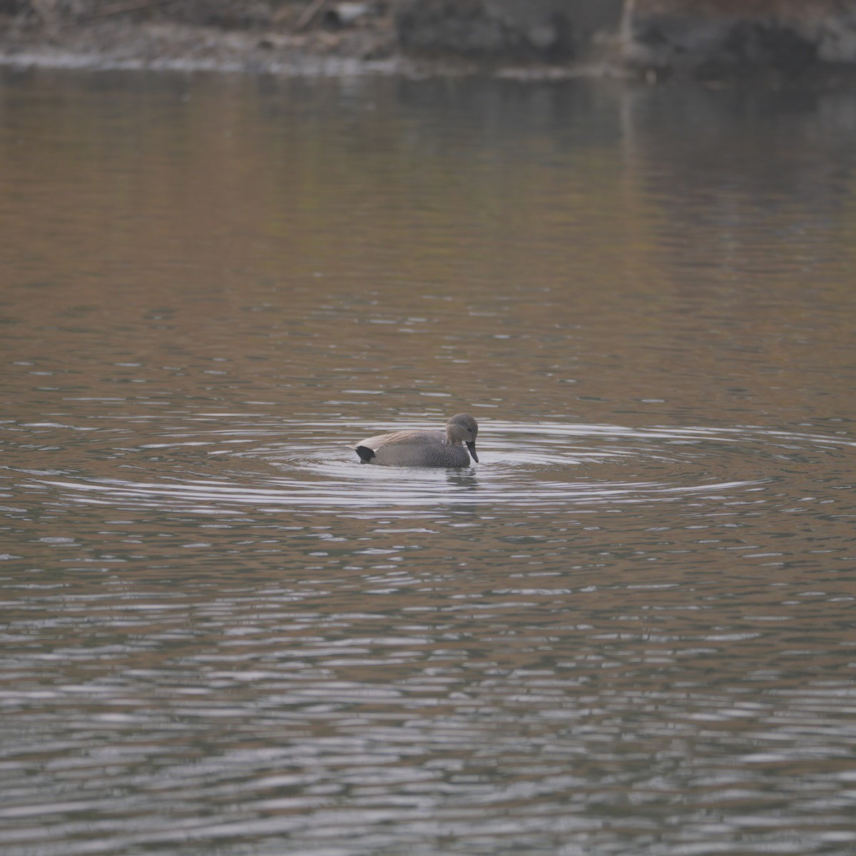 Gadwall - ML612028218