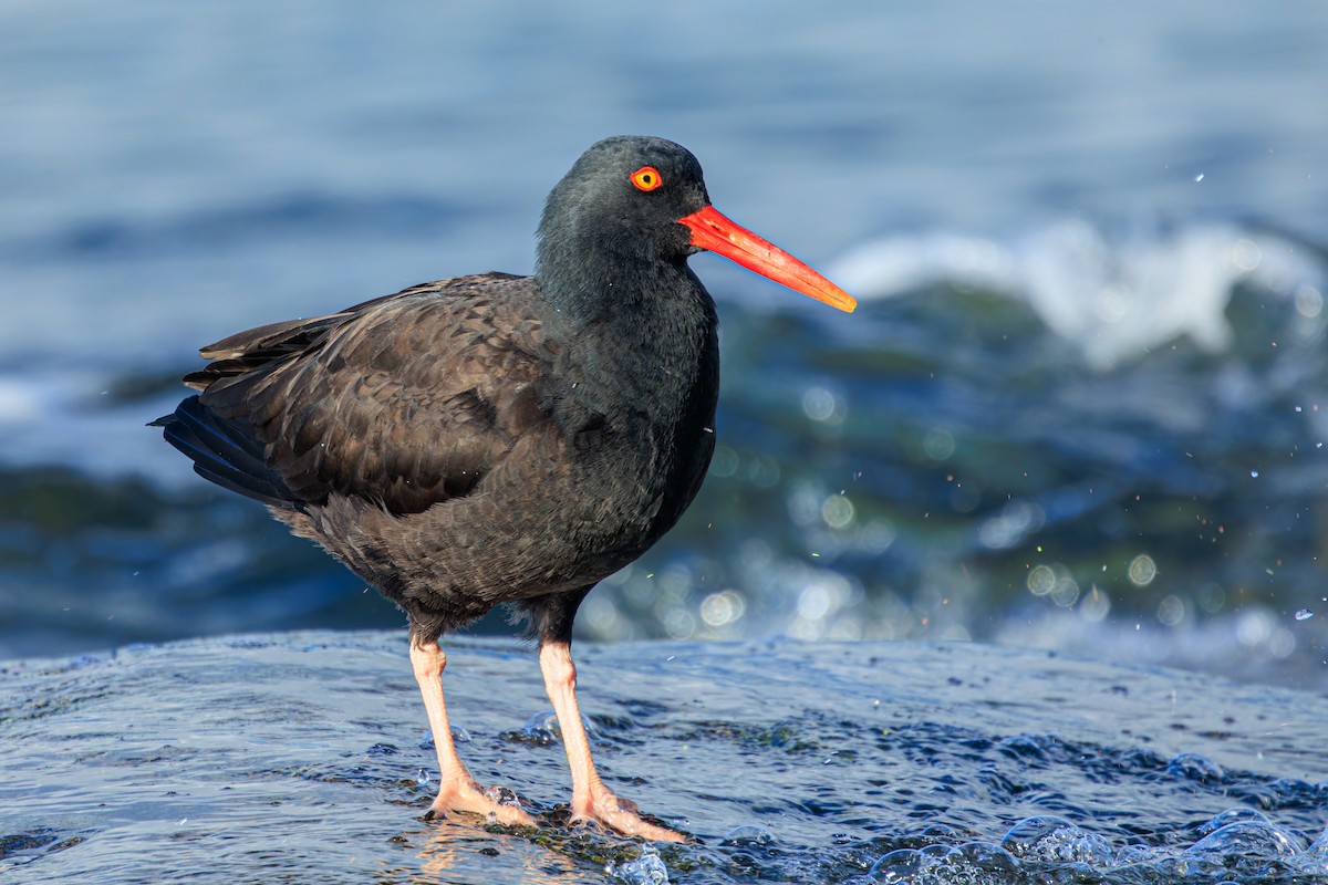 Black Oystercatcher - ML612028232