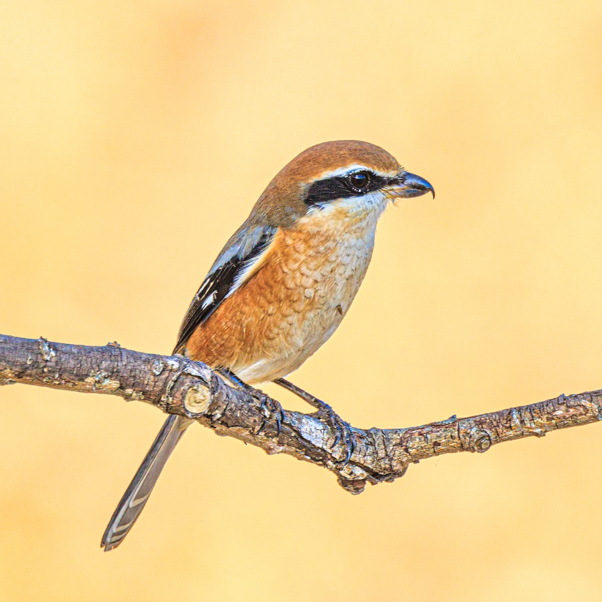 Bull-headed Shrike - ML612028278