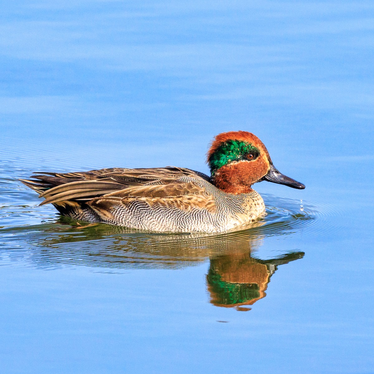 Green-winged Teal - Masaharu Inada