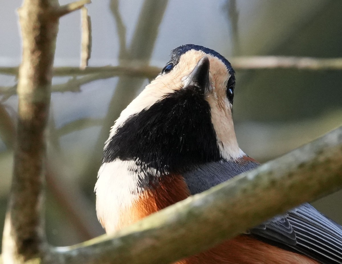 Varied Tit - ML612028372